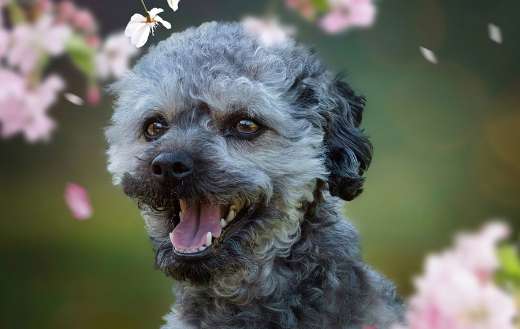 Bolonka zwetna dog