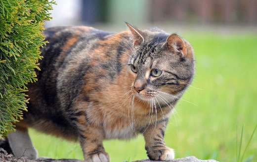 Domestic cat garden