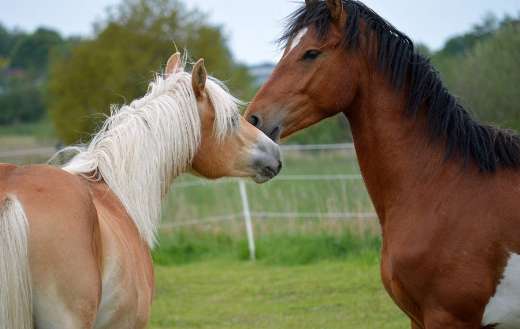 Playing horses online