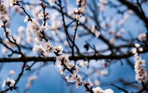 Another cherry blossom flowers