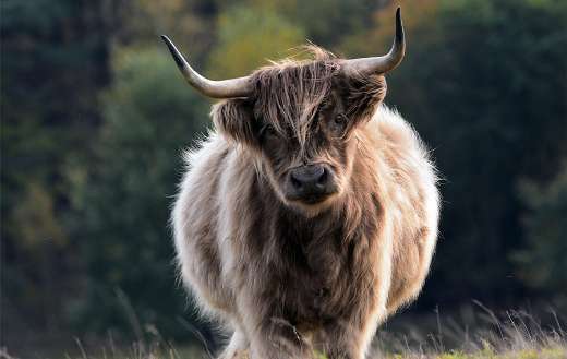 Baby bull puzzle