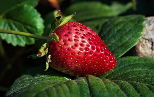 Freshly red strawberry fruit puzzle