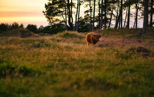 Ruminant cow online