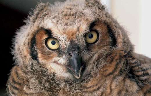 Screech owl online
