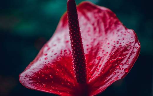 Anthurium flower puzzle
