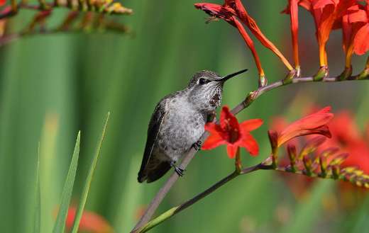 Small bird online