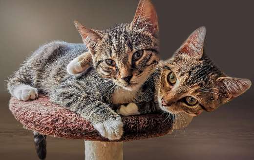 Cats bonding online