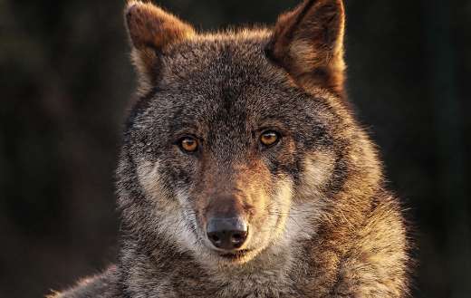 Iberian wolf online