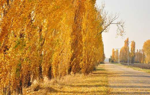 Autumn atmosphere puzzle