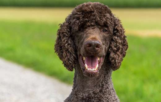King poodle dog