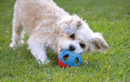 Lawn area dog play ball