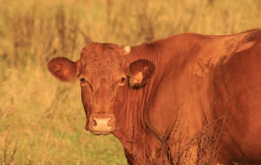 Cow animal online