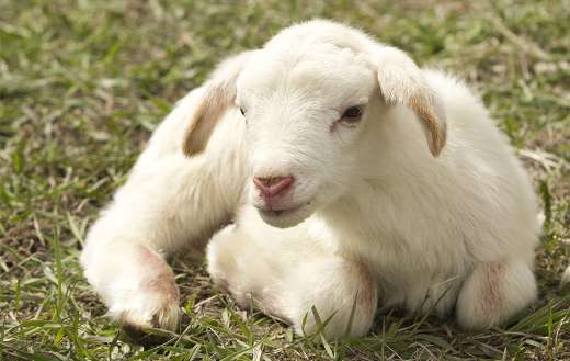 Young lamb online