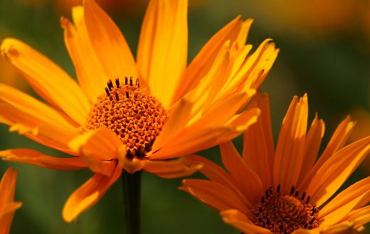 Cone flowers online