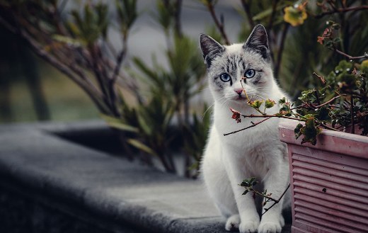 Domestic kitty cat