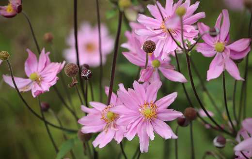 Dahlia pink online
