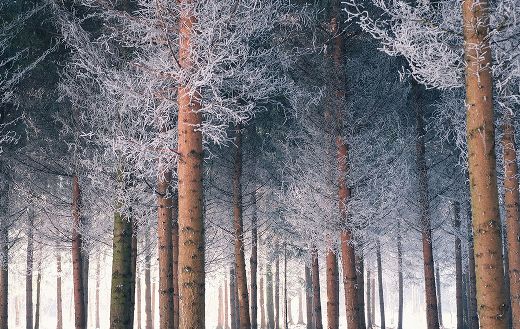 Woodlands winter
