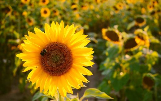 Sunflowers 1 online