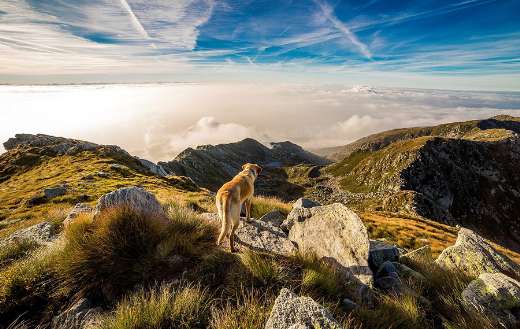 Dog top of the mountain