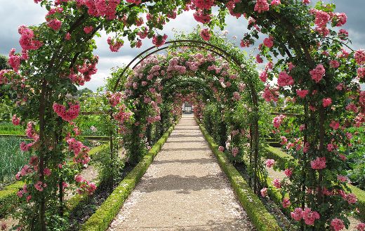 Fredensborg roses espalier