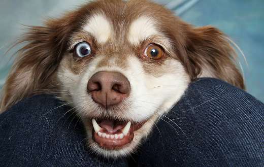 Snout fur pet dog