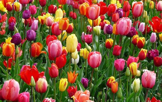 Flowers 34 puzzle