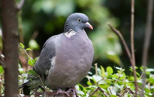 Pigeon online