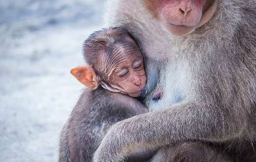Baby monkey online