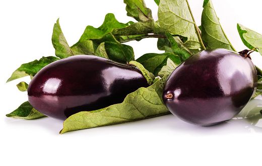 Harvest eggplant vegetables