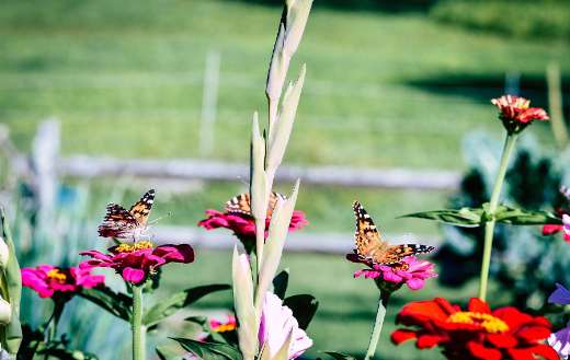 Painted lady butterfly