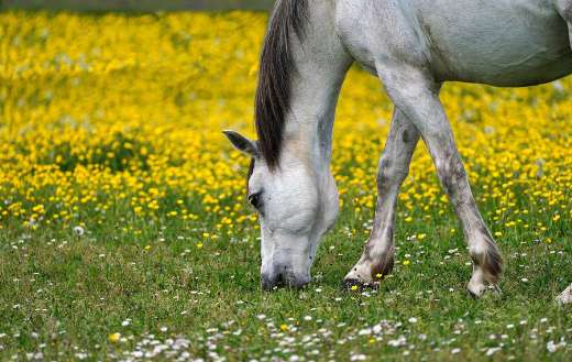 White horse eating