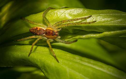 Tiny spider online