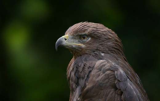 Dark brown eagle puzzle