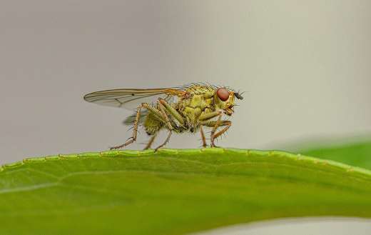 Predator insect fly