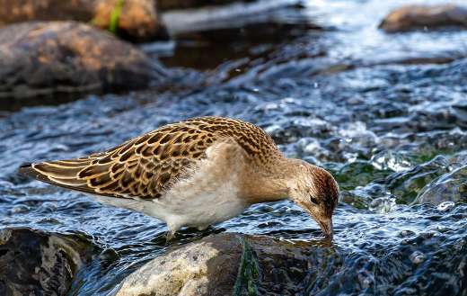 Ruff bird online