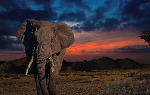 Elephant puzzle