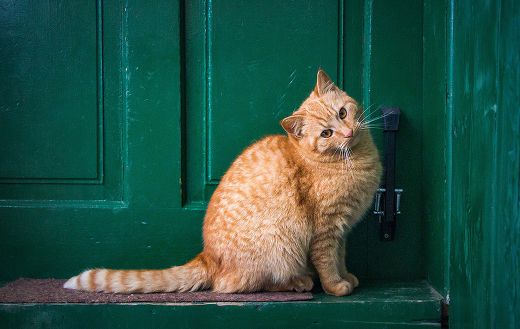 Cat outside green front door