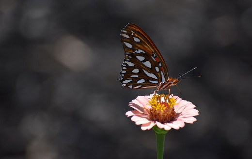 Butterfly pink flower online