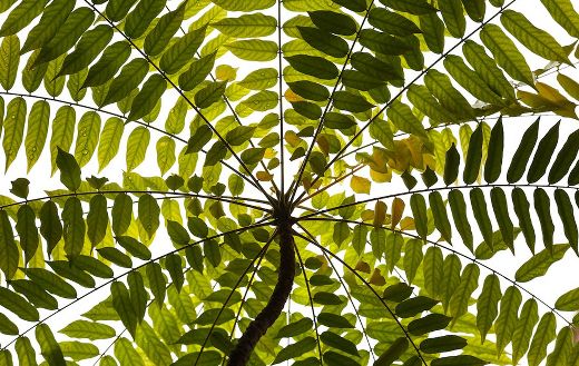 Plant green puzzle