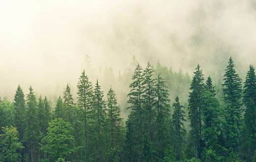 Pine forest online