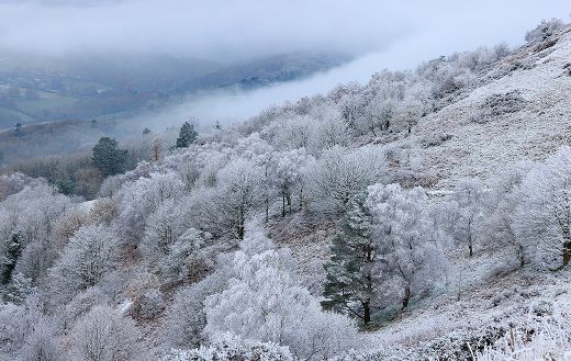 Winter foggy nature
