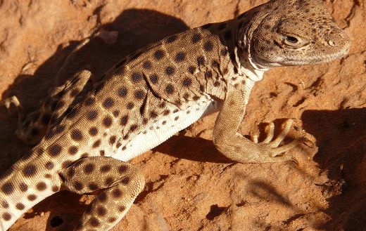 Desert lizard animal puzzle