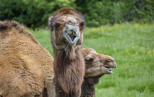 Funny camel online