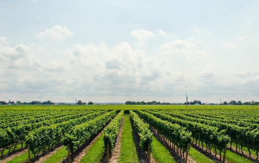 Green farm field online