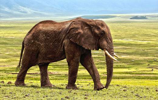Savanna wild animal puzzle