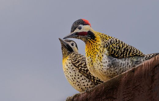 Wood pecker relaxing online