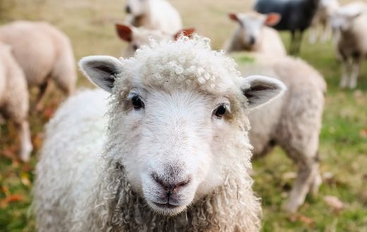 Close up sheeps Ireland online