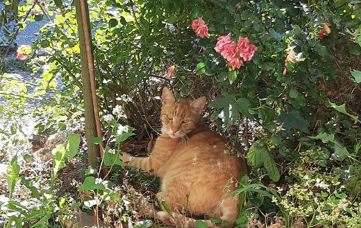 Orange cat online