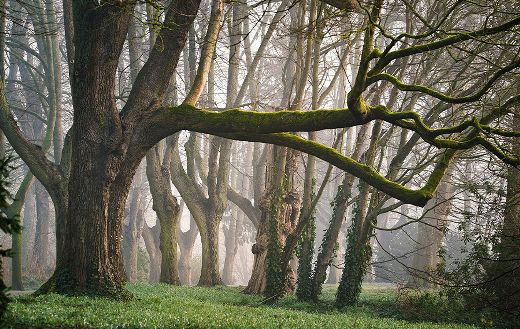 Morning mist forest online