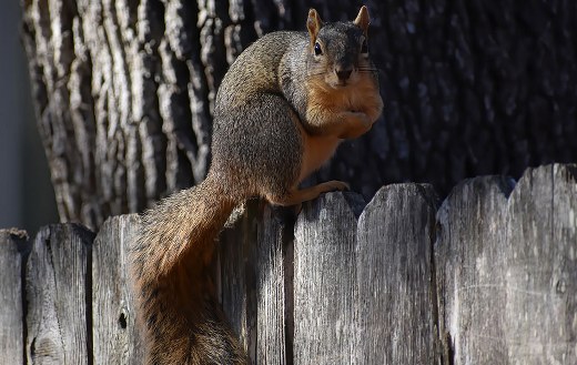 Squirrel forging online